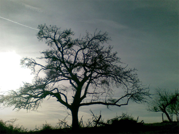 Altbaumsanierung an einem hochstämmigen Obstbaum