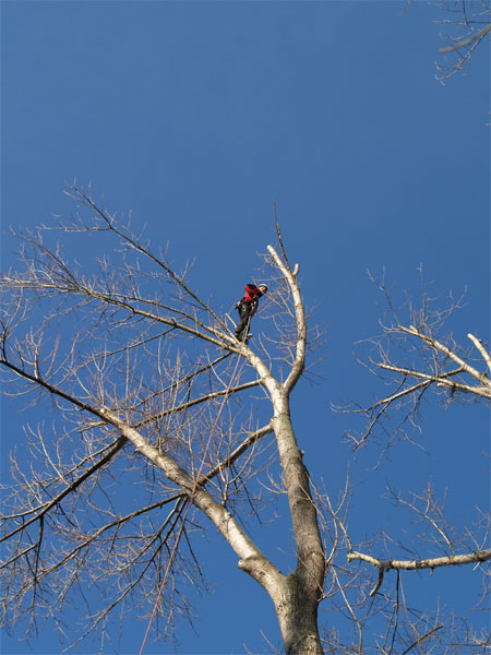 Professionelle Baumpflege mit Seilklettertechnik