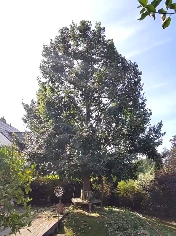 Linde nach fachgerechtem Sommerschnitt