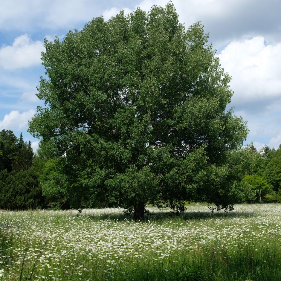 Zitterpappel (Populus tremula) — Baum des Jahres 2026